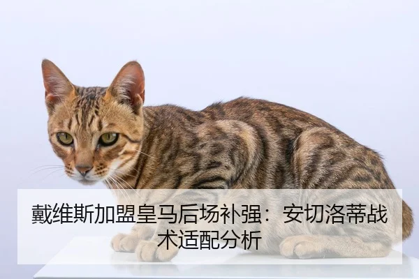 戴维斯加盟皇马后场补强：安切洛蒂战术适配分析